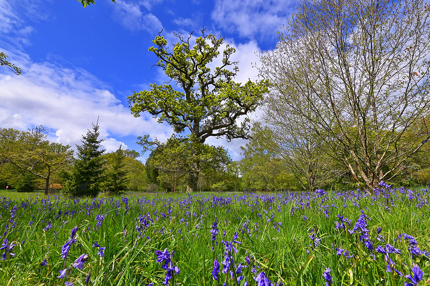 Picture of a big beautiful tree with big branches behind a field of Bluebells