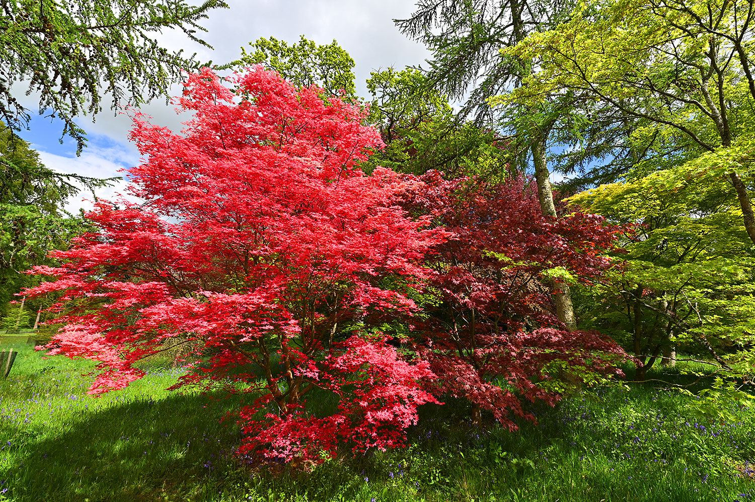 Picture of trees in various shades of red and green leaves