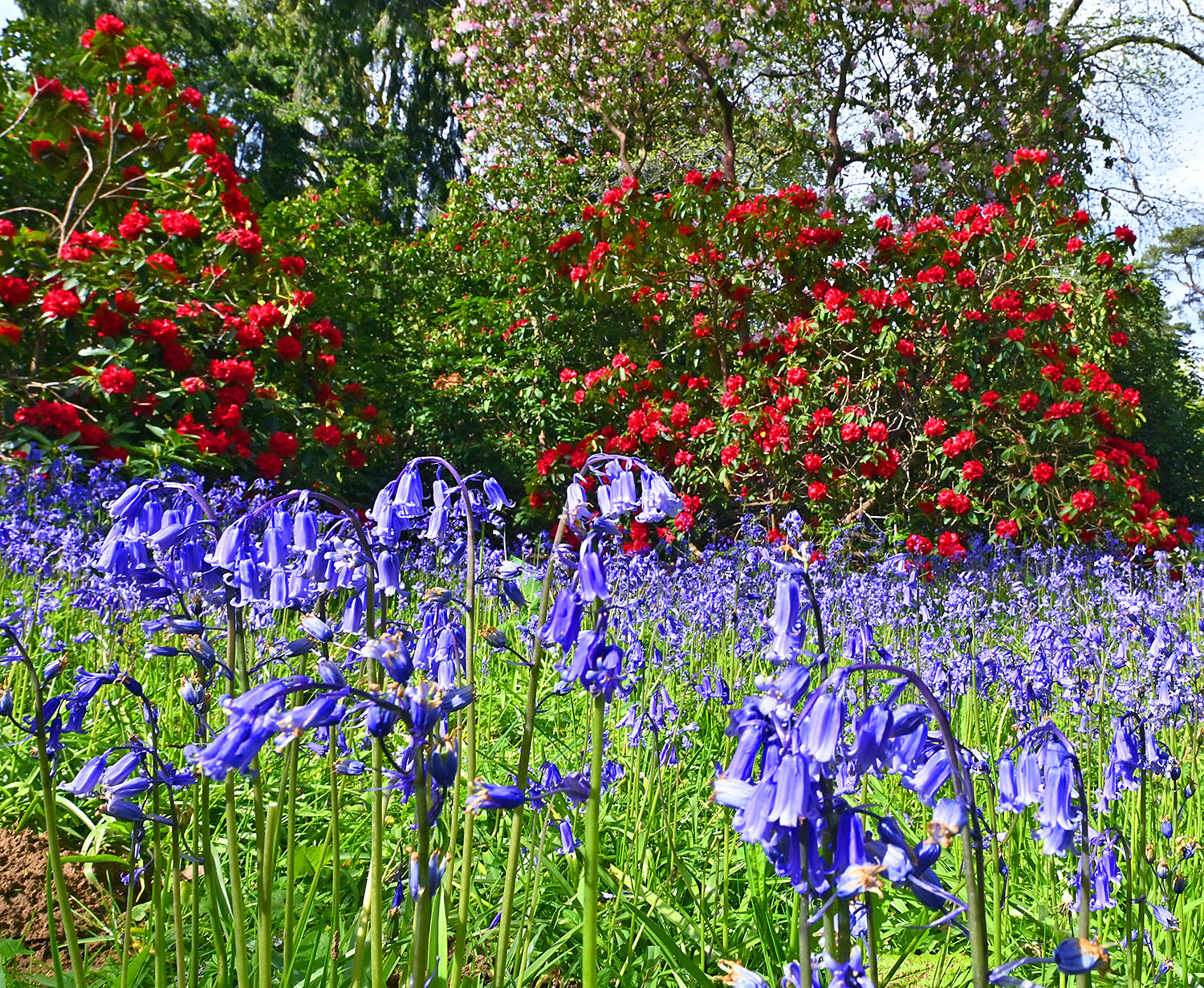Picture of two red Rhododendron bushes behind a carpet of Bluebells