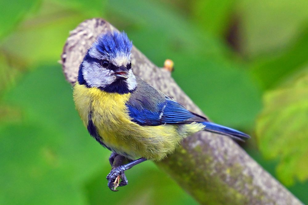 Picture of a Blue Tit with its beak open