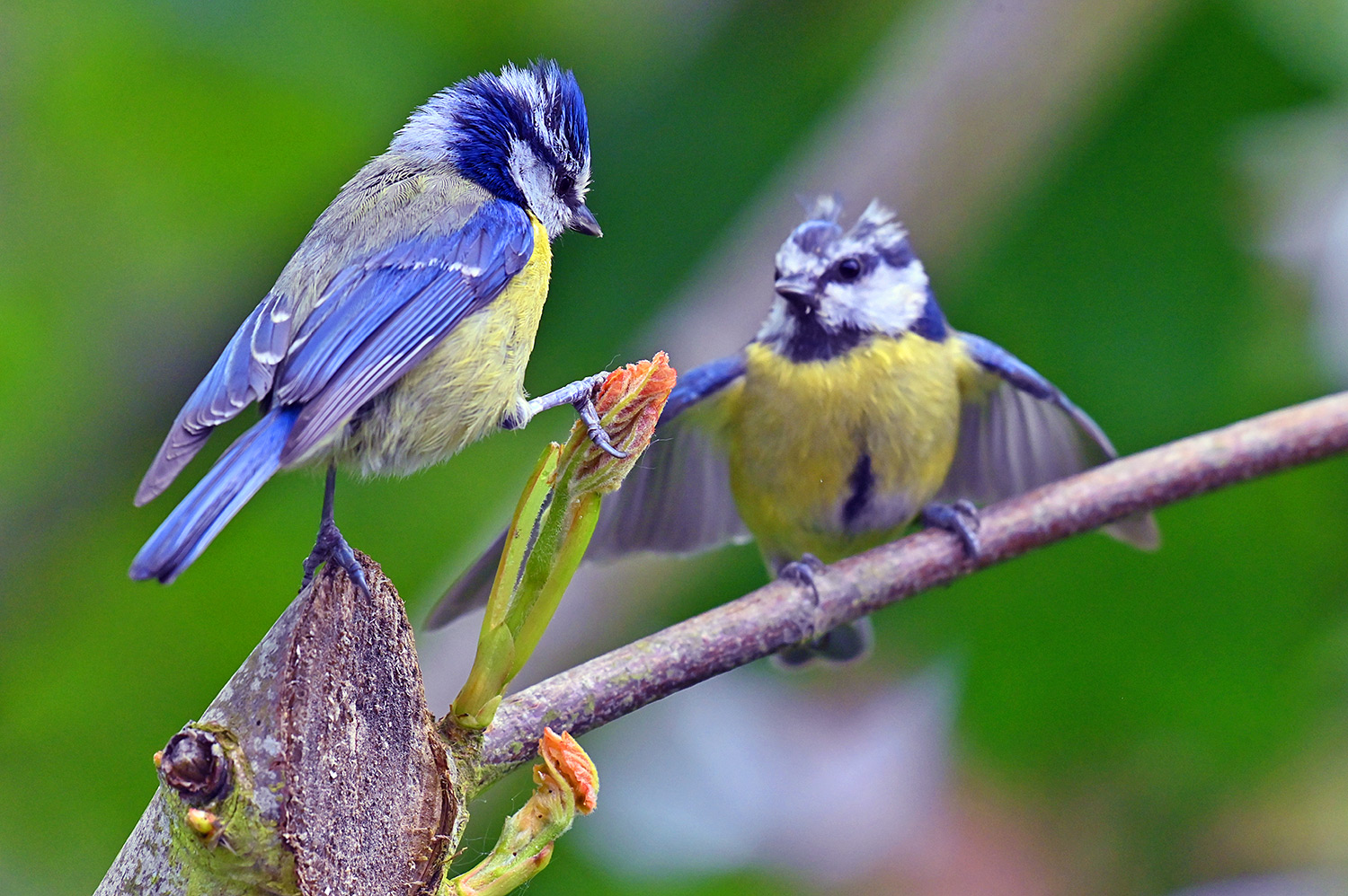 Picture of two Blue Tits on a branch with fresh shoots