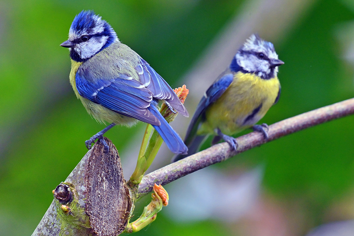 Picture of two Blue Tits back to back