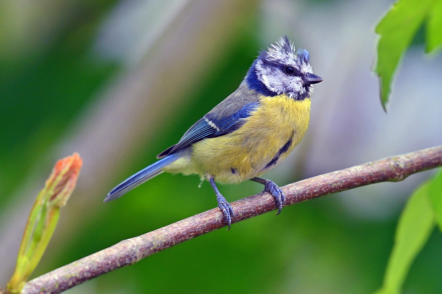 Picture of a Blue Tit on a branch