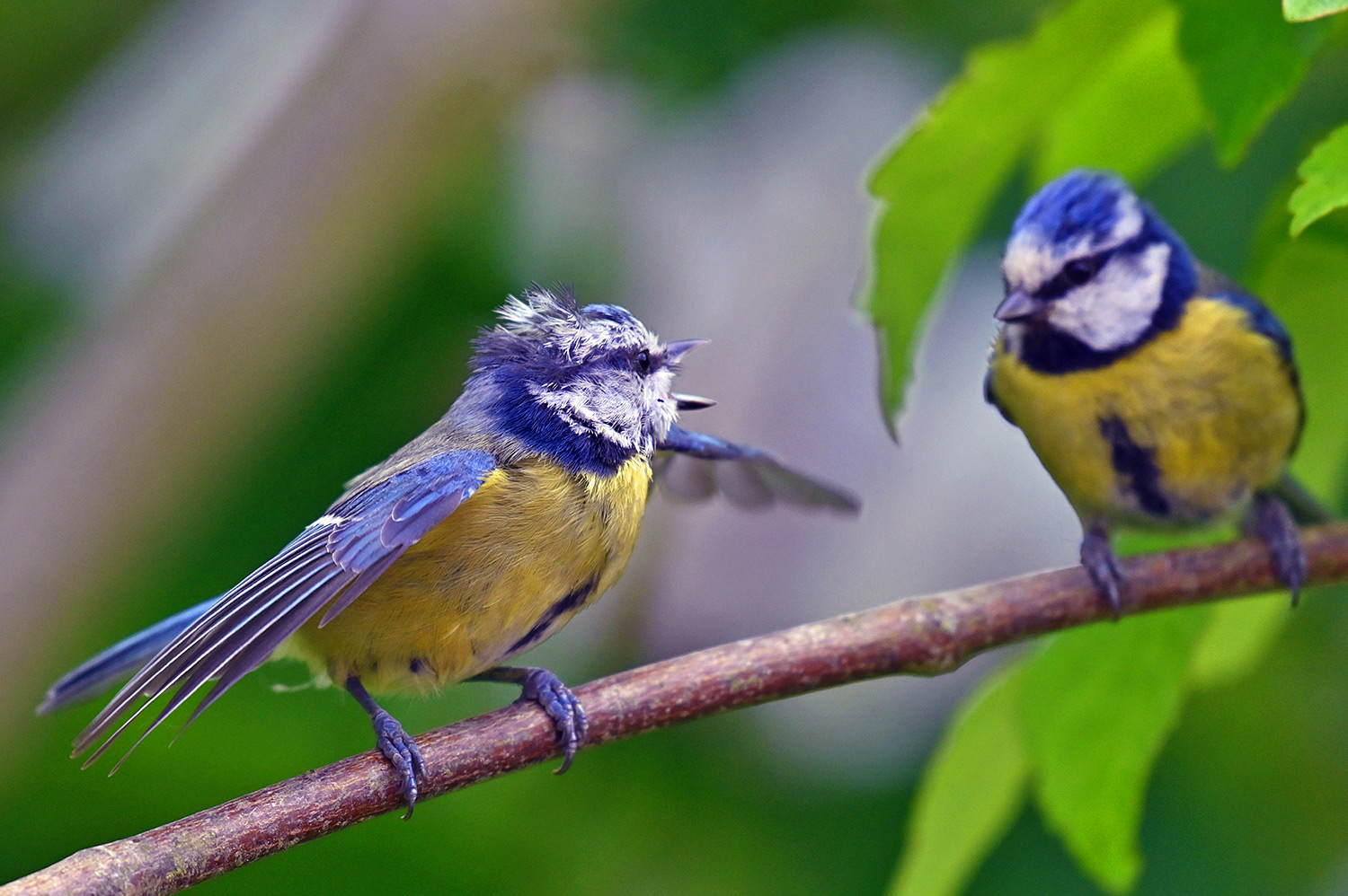 Picture of two Blue Tits talking, one has its wings open