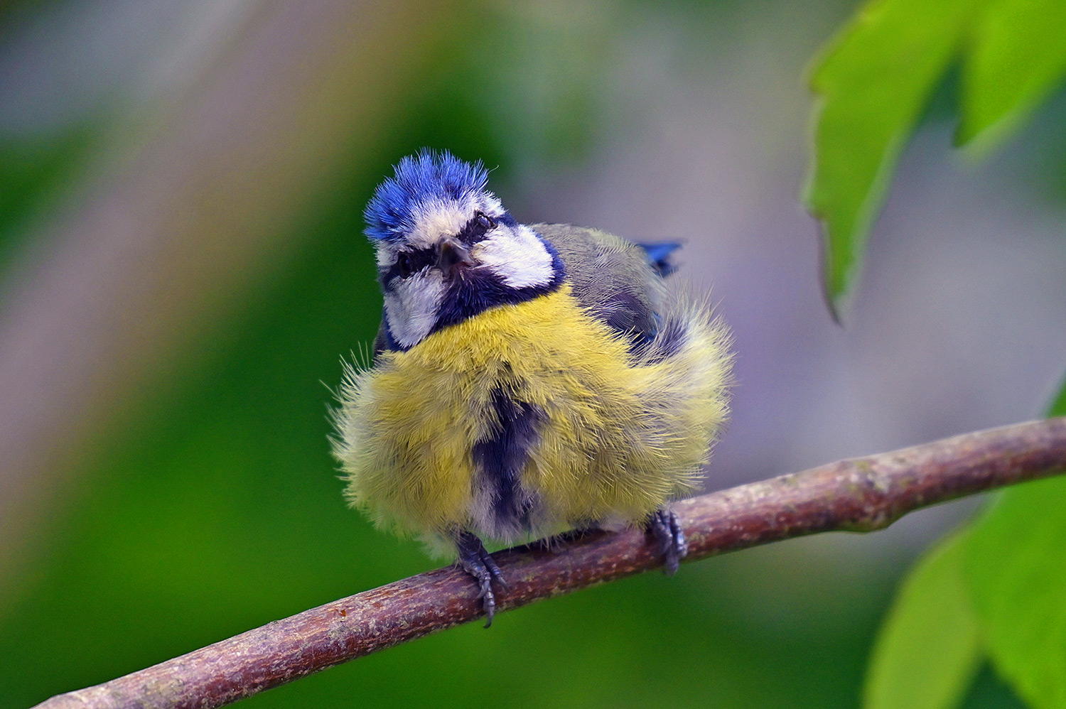 Picture of a fluffed up Blue Tit