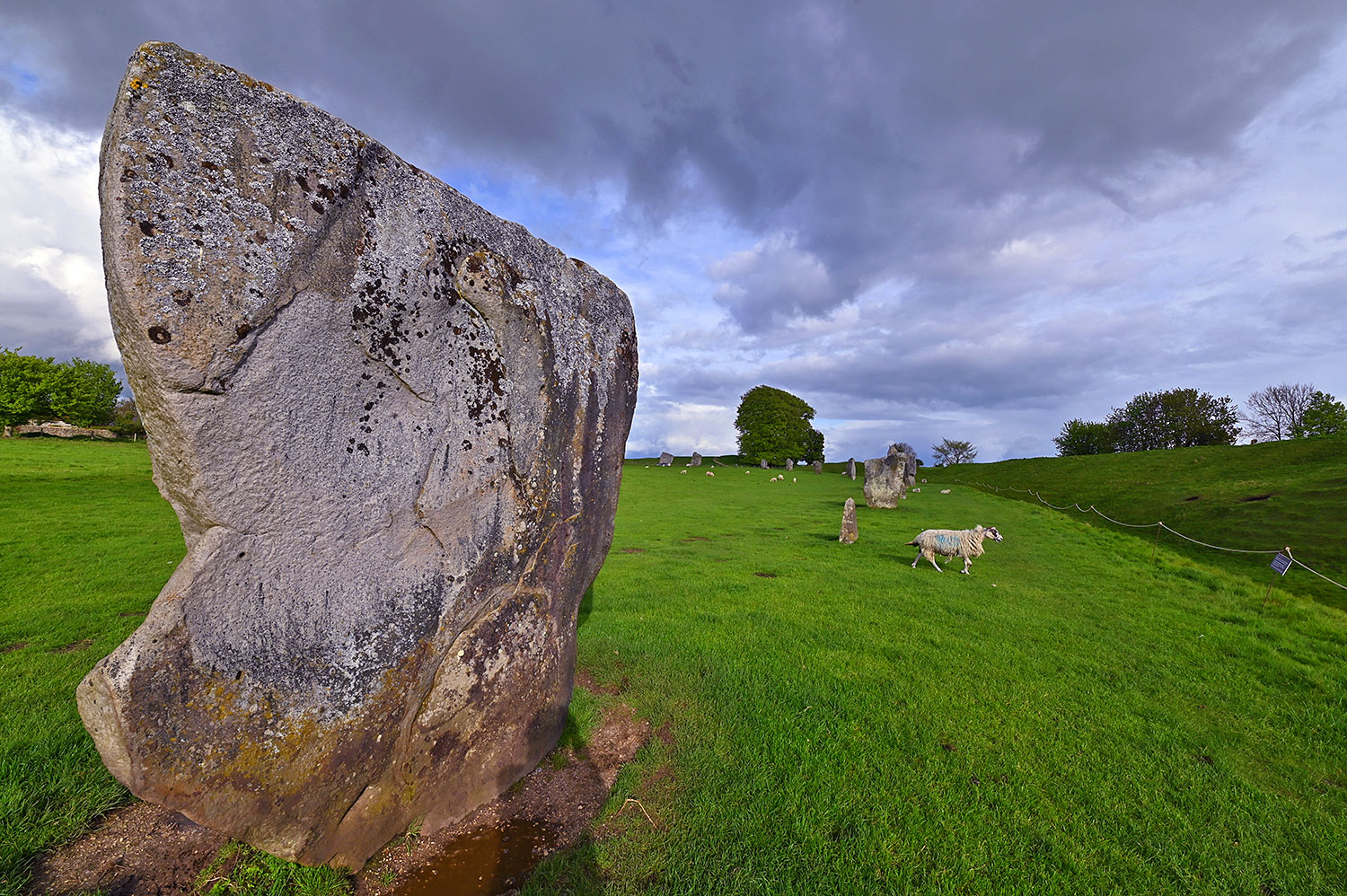 Picture of standing stones in a stone circle on a sunny May evening, a sheep wandering past