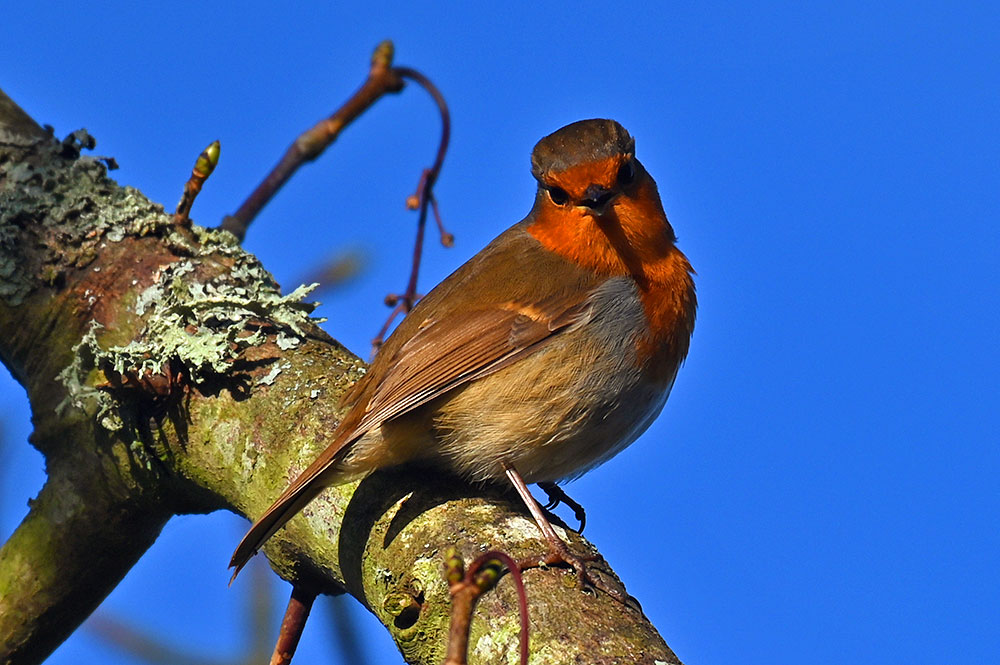 Picture of a Robin looking straight at us