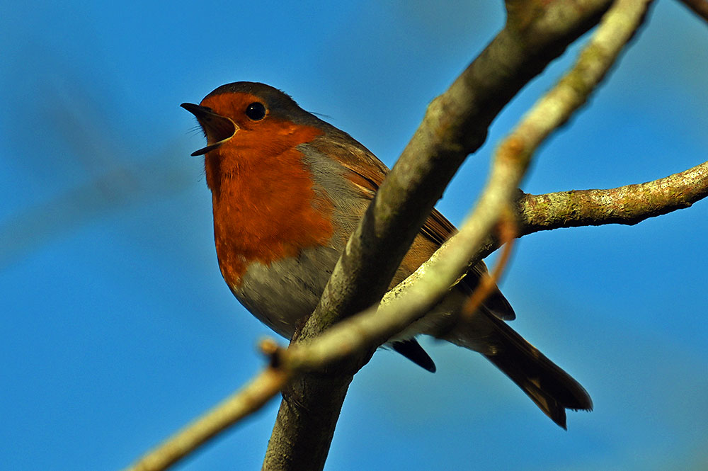 Picture of a Robin in full voice, singing loudly