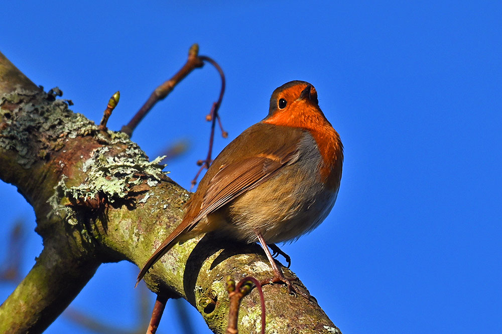 Picture of a Robin looking up