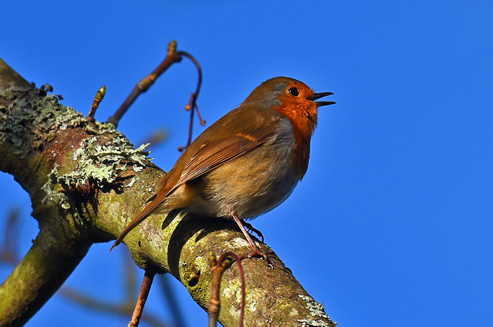 Picture of a Robin singing away
