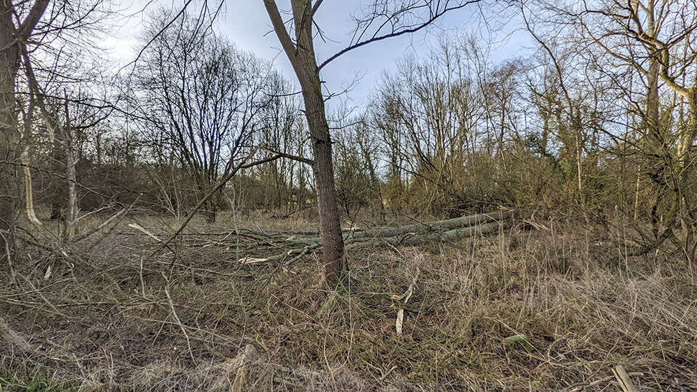 Picture of two fallen trees in a small woodland