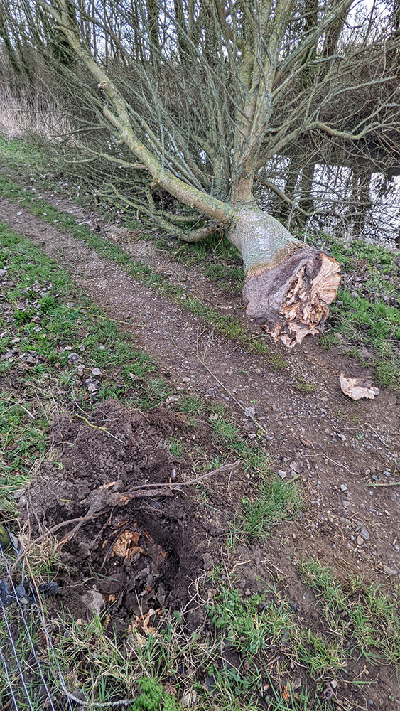 Picture of a fallen tree twisted off at the roots