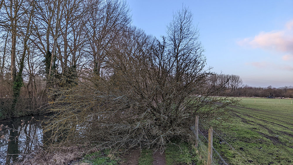 Picture of a fallen tree fully blocking a towpath between a fence and a canal