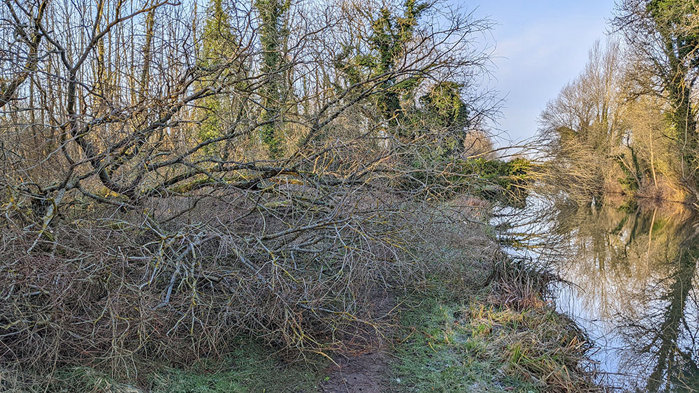 Picture of two fallen trees across a towpath