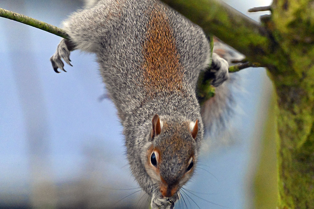 Picture of a Squirrel hanging from a branch