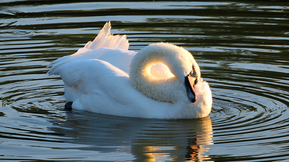 Picture of a Swan preening in the morning sun on a canal