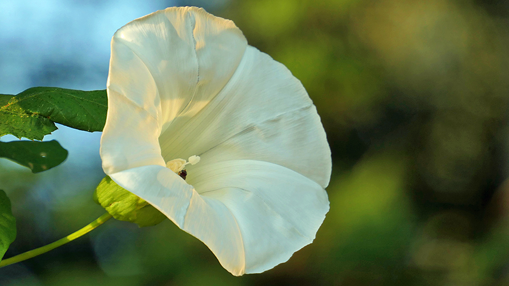 Picture of a white flower