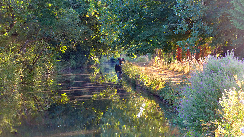 Picture of a canal boat moored in a stretch of canal with an alley of trees