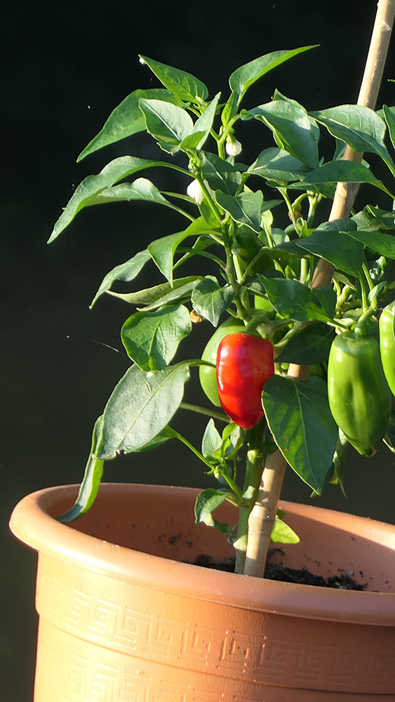 Picture of a small pepper plant in the morning sunshine
