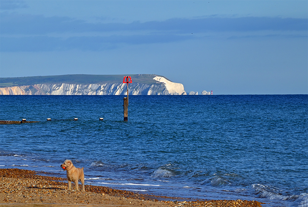 Dog on Hengistbury Head beach with the Isle of Wight's Needles behind