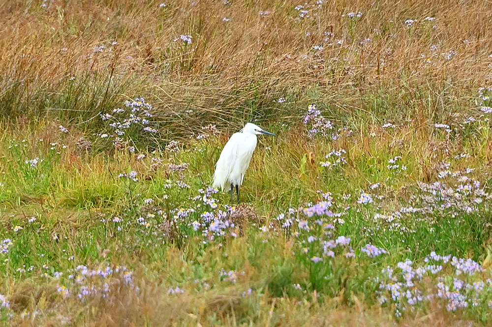 Little Egret at the Mudeford Sandspit