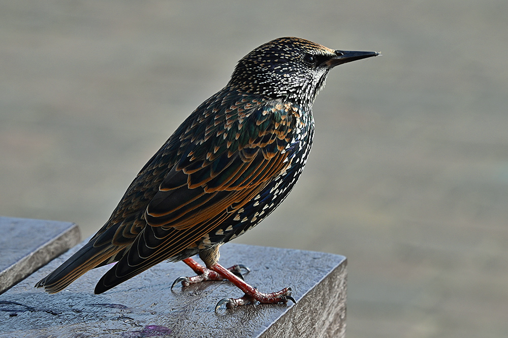Starling on a table