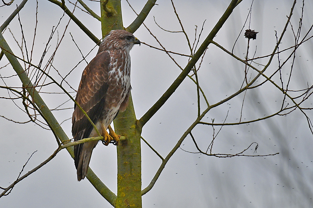 Picture of a juvenile Buzzard sitting in a tree