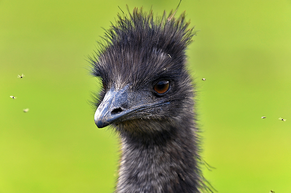 Picture of the head of an Emu surrounded by tiny flies