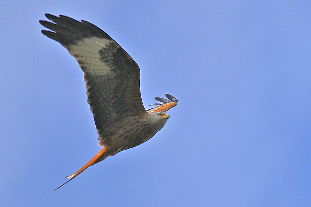 Picture of a beautiful Red Kite in flight with wings in V shape