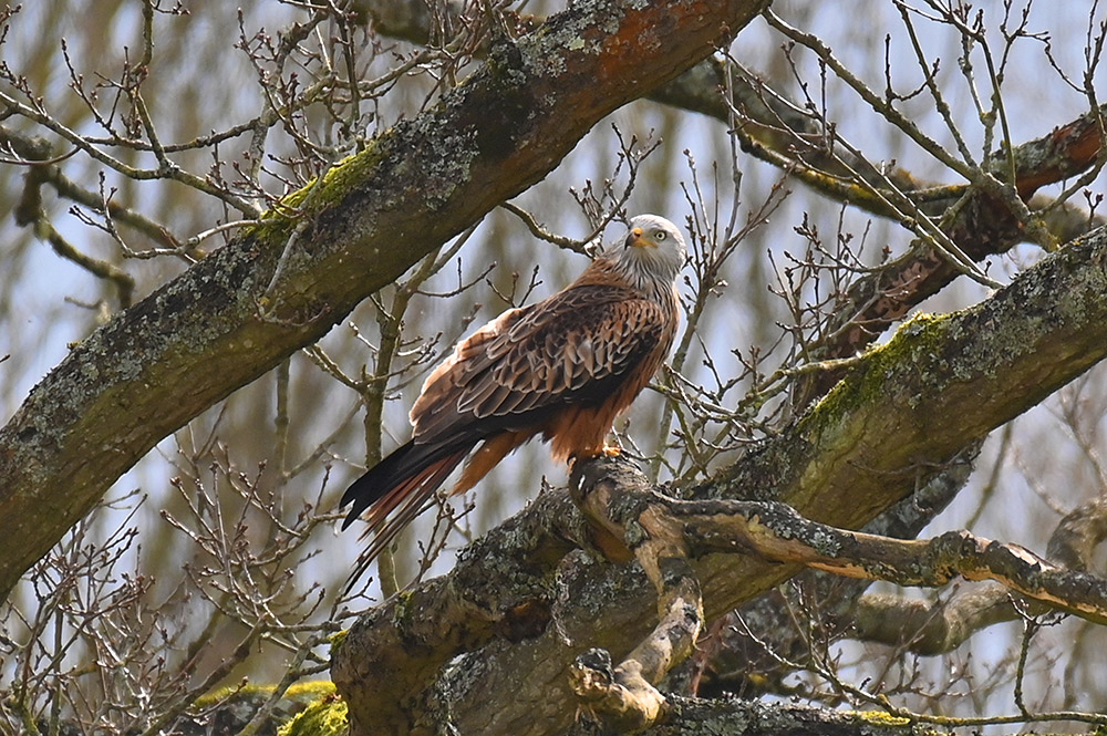 Picture of a well presented Red Kite perched in a mossy tree