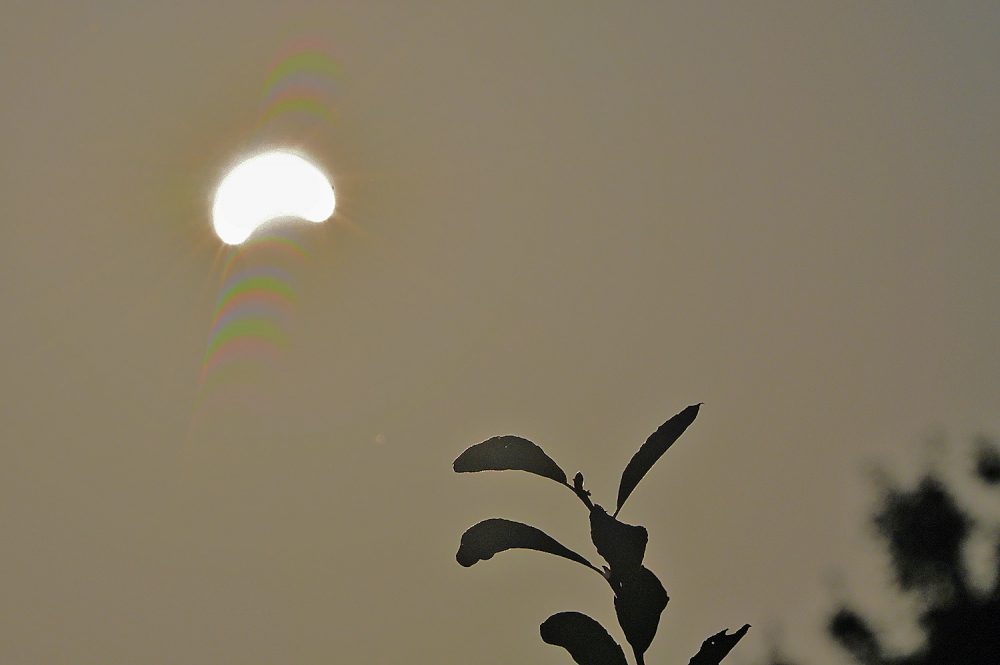 Picture of a partial solar eclipse with some leaves from plants below